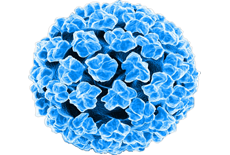 Humane Papillomvirus (HPV)